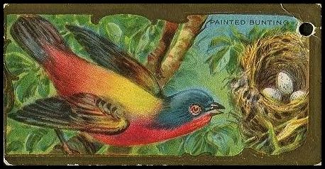 16 Painted Bunting